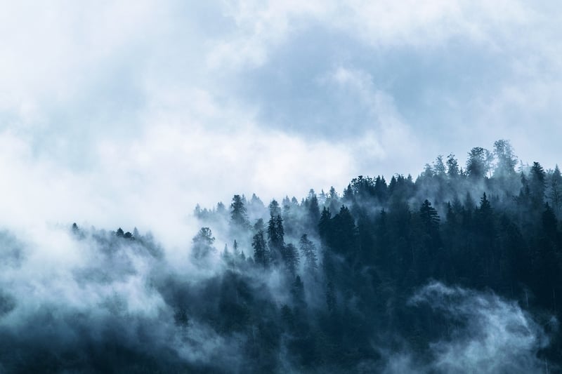 Enigmatic Forest
